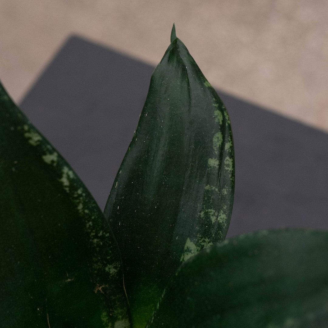 sansevieria whitney height Sansevieria trifasciata 'Whitney'