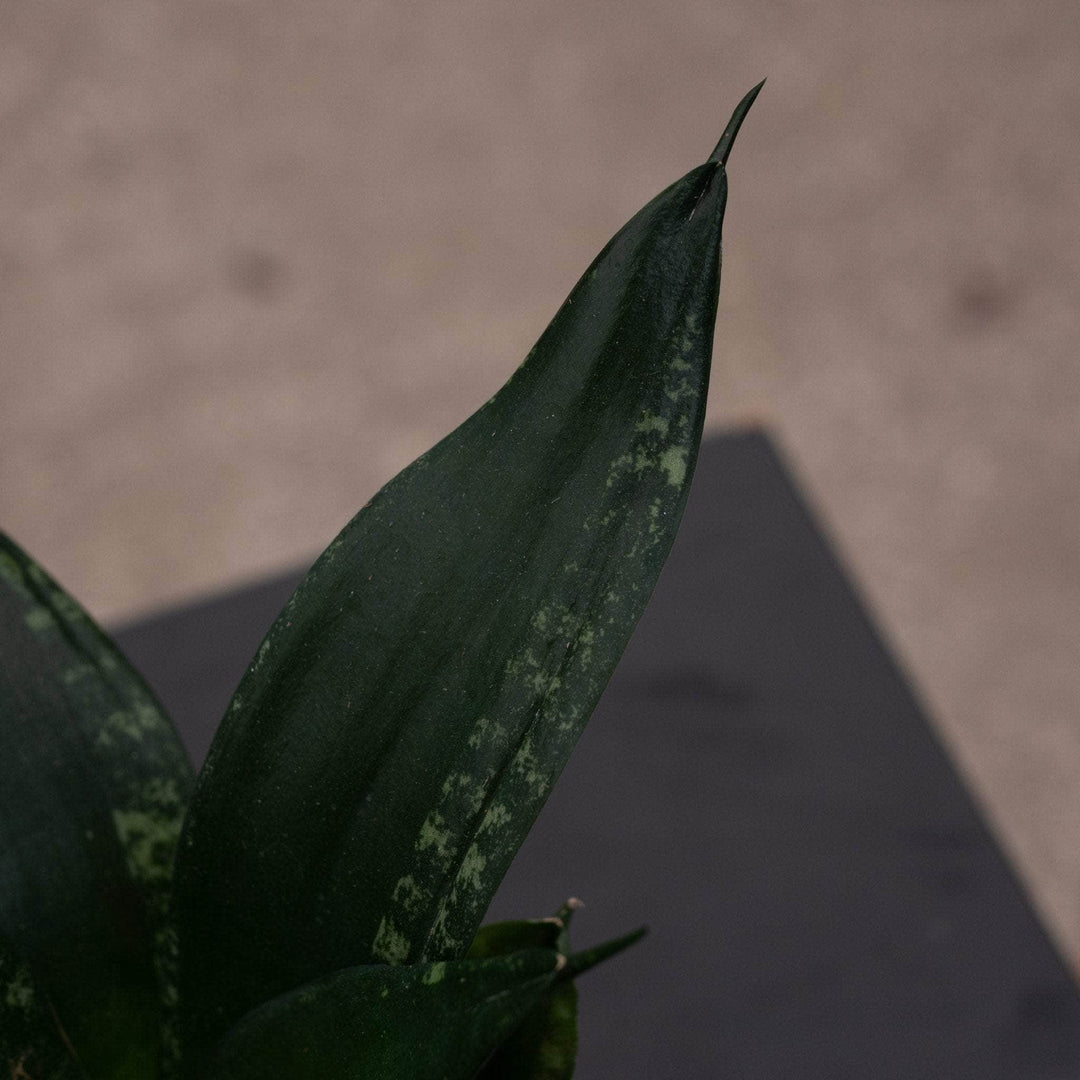 Gabriella Plants Sansevieria 4" Sansevieria trifasciata 'Whitney'