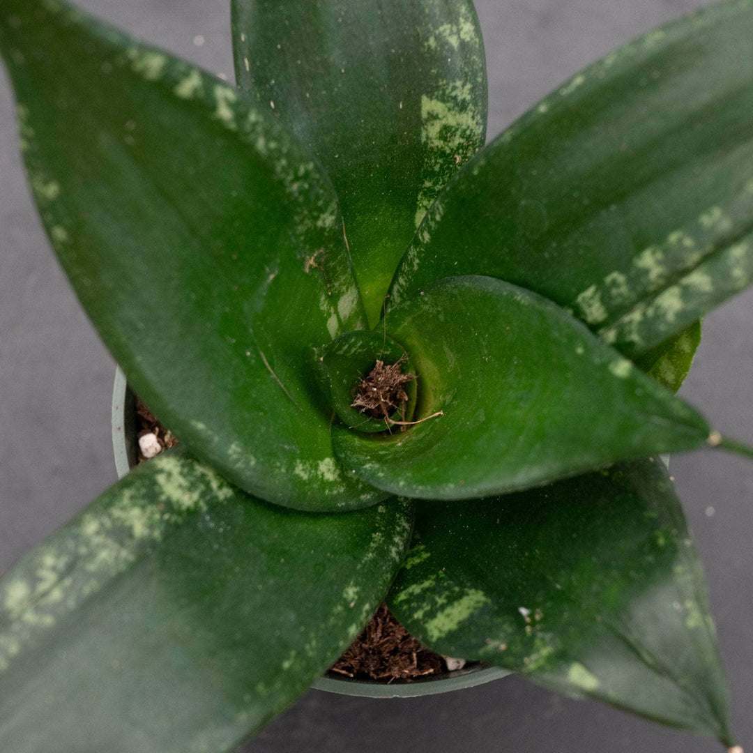 Gabriella Plants Sansevieria 4" Sansevieria trifasciata 'Whitney'
