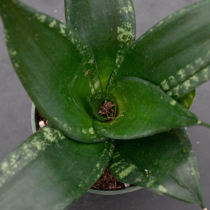 Gabriella Plants Sansevieria 4" Sansevieria trifasciata 'Whitney'