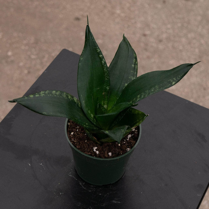 Gabriella Plants Sansevieria 4" Sansevieria trifasciata 'Whitney'