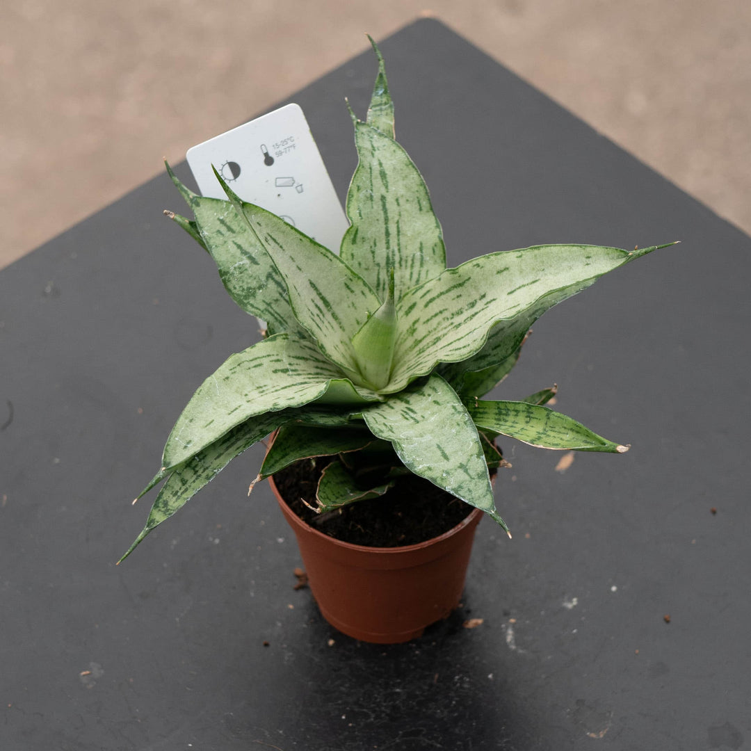 sansevieria gabriella hybrid Sansevieria 'White Josephine'