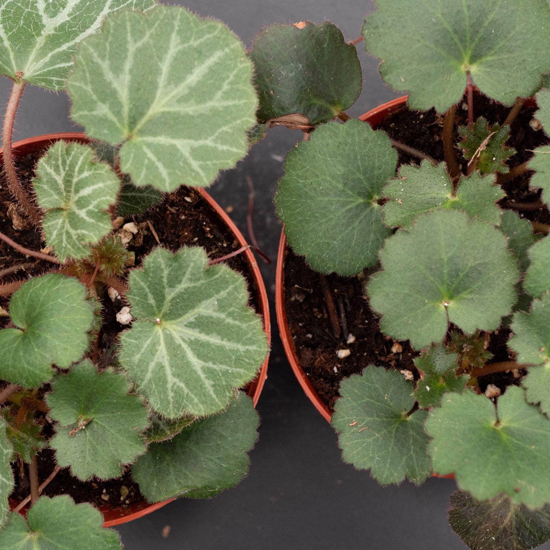 strawberry begonia hanging plant Saxifraga stolonifera "Strawberry Begonia"
