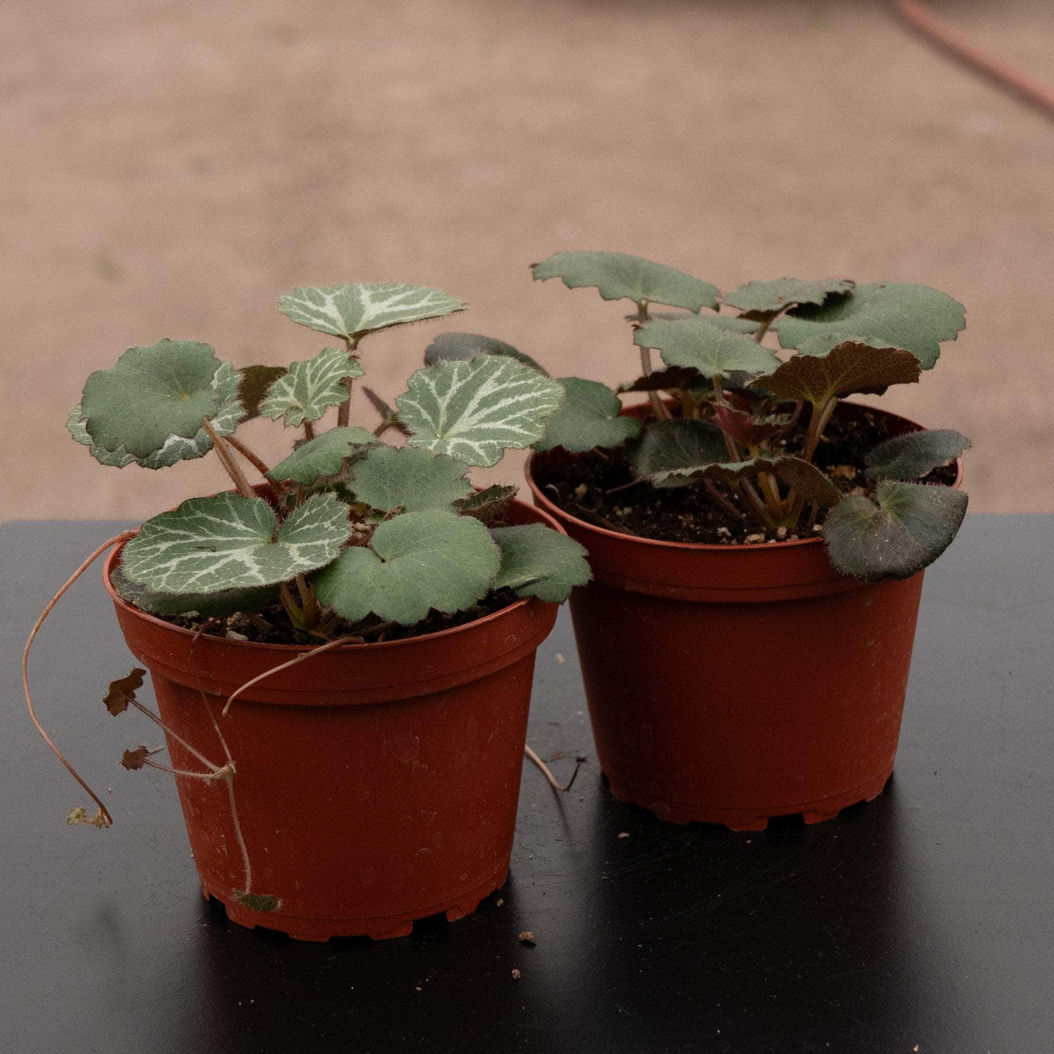 Saxifraga stolonifera 