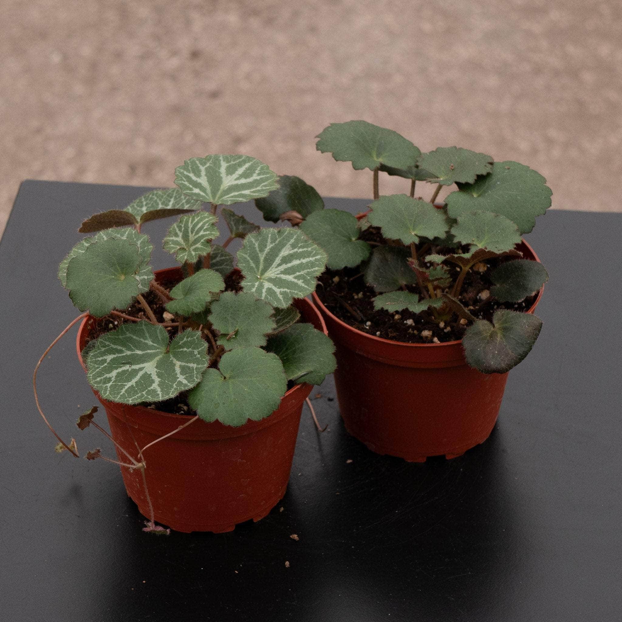 Saxifraga stolonifera 