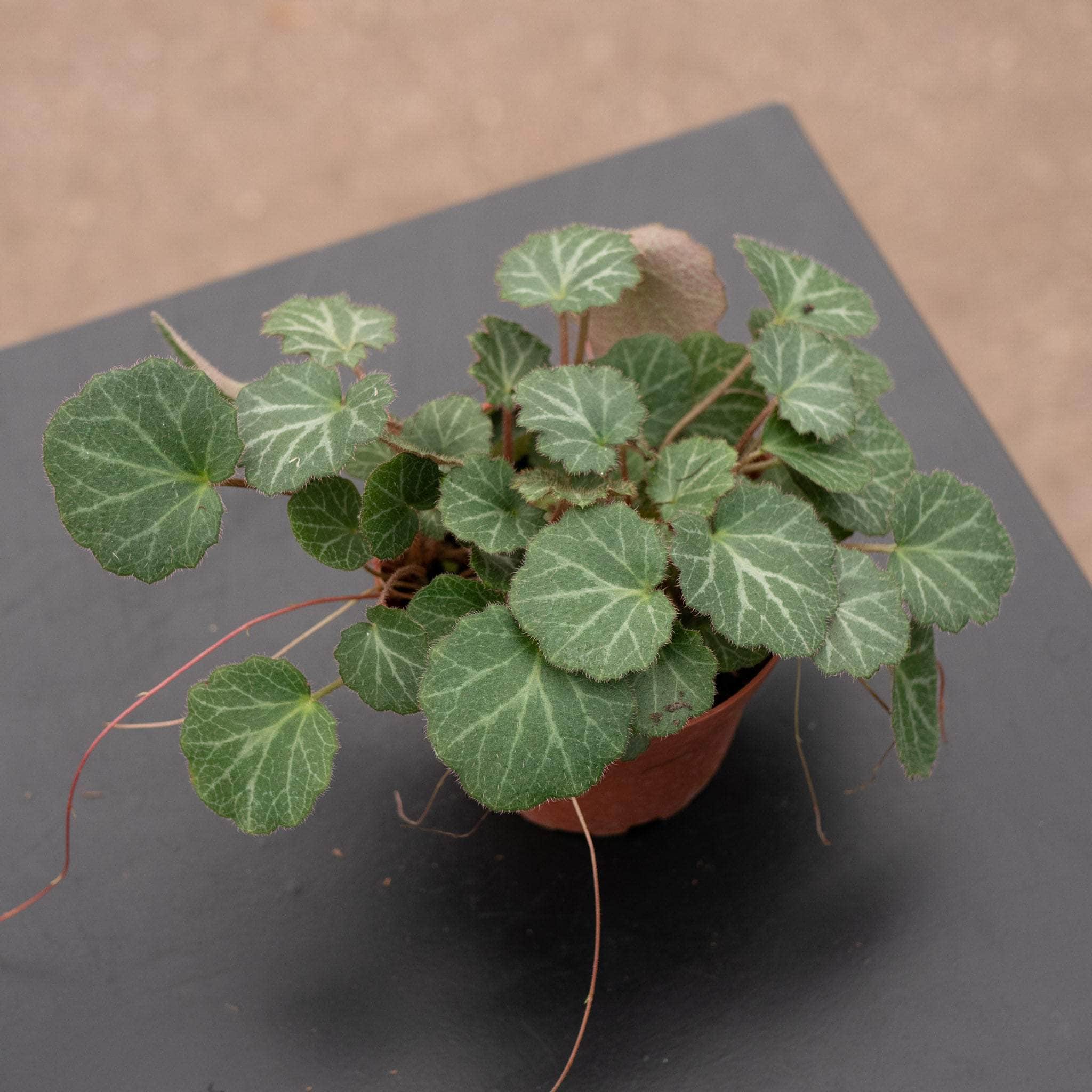 Saxifraga stolonifera 