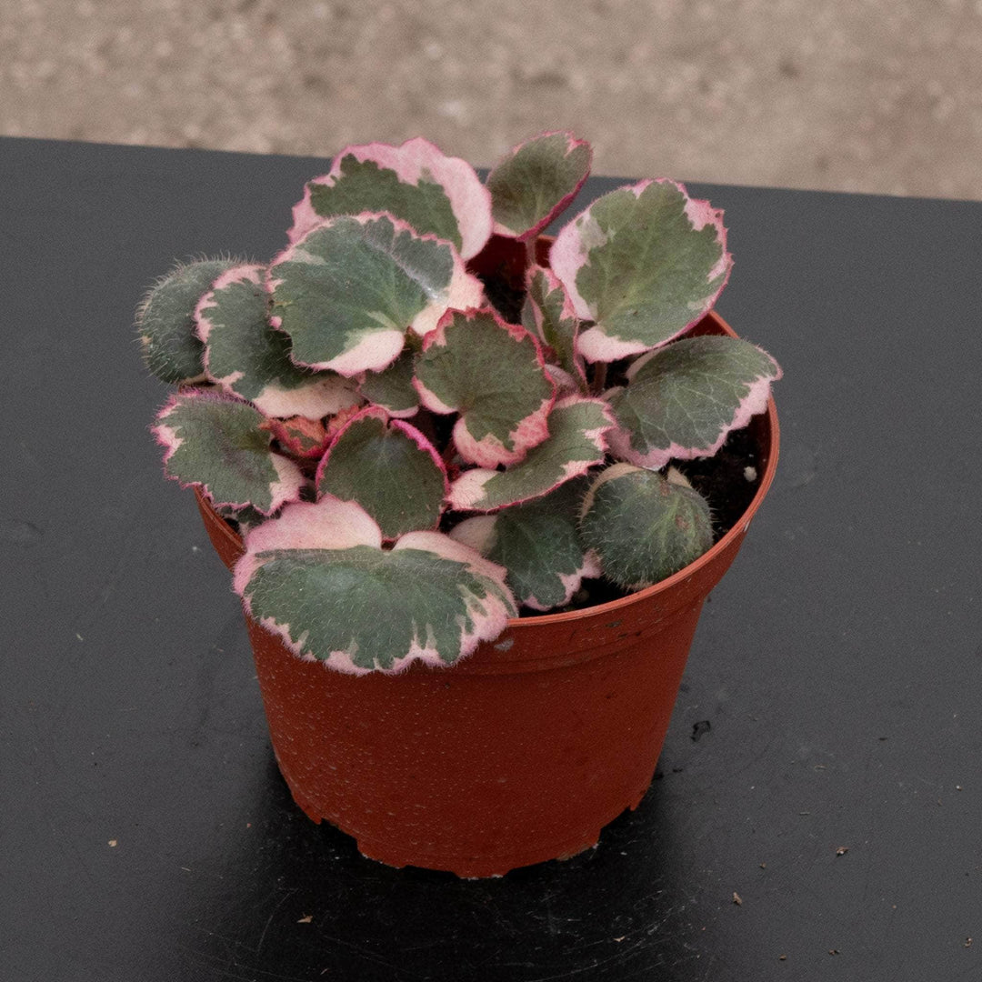 strawberry house plant Saxifraga stolonifera variegata "Strawberry Begonia Variegated"