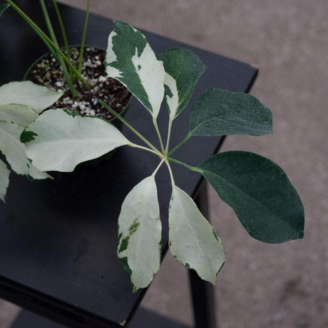 schefflera arboricola leaves curling Schefflera arboricola 'Dazzle'