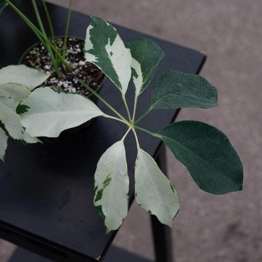Gabriella Plants 4" Schefflera arboricola 'Dazzle'