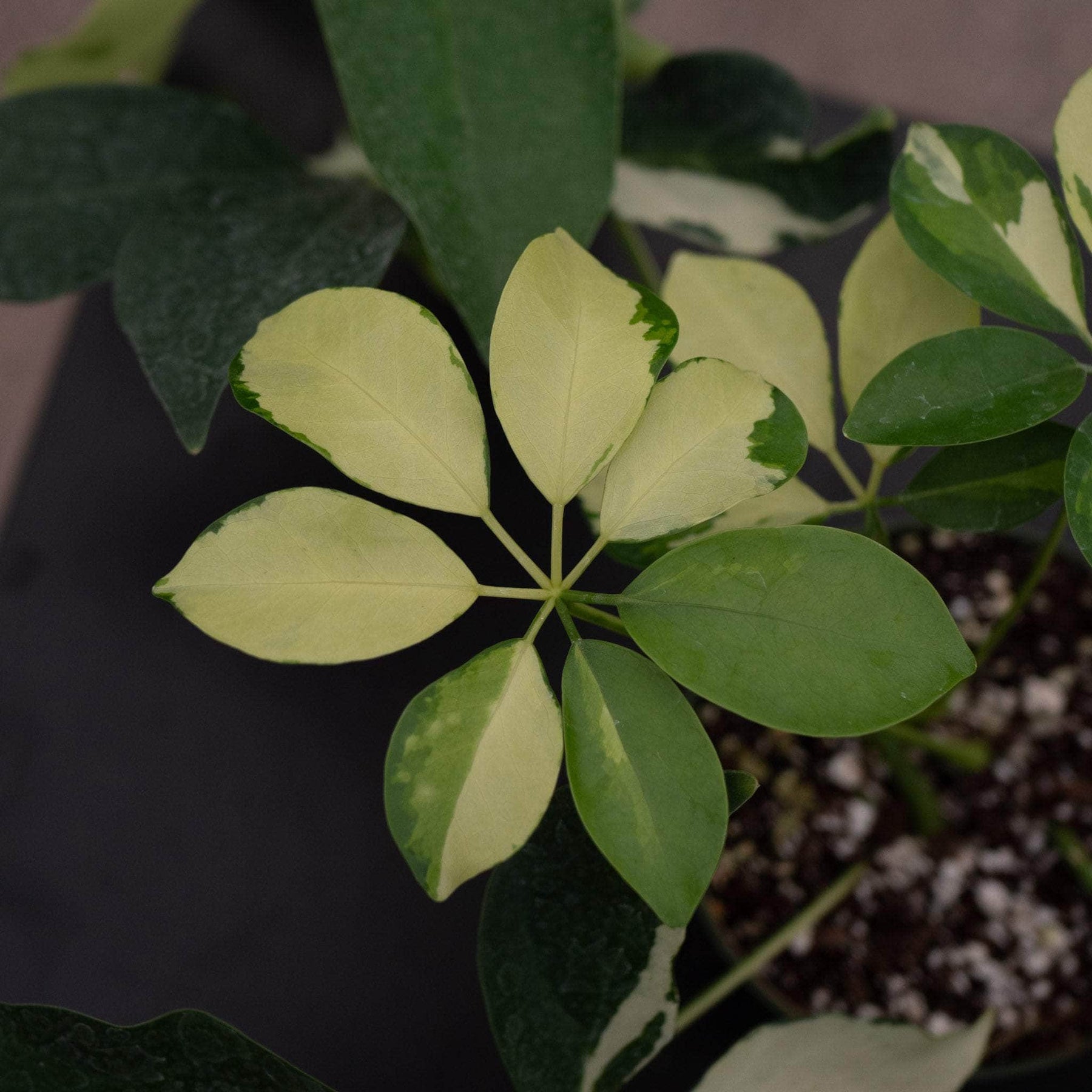 schefflera arboricola dazzle Schefflera arboricola 'Dazzle'