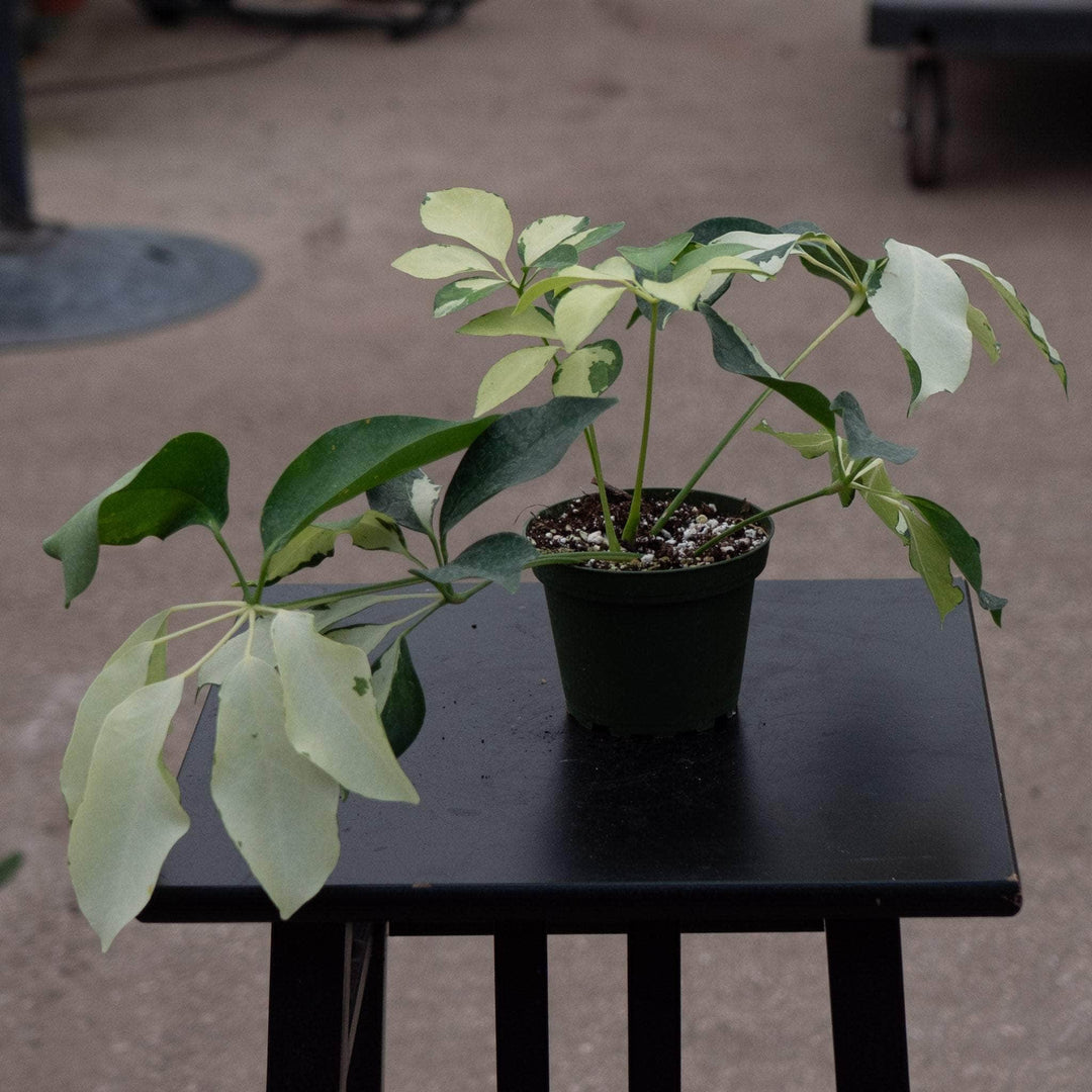 schefflera arboricola pet safe Schefflera arboricola 'Dazzle'