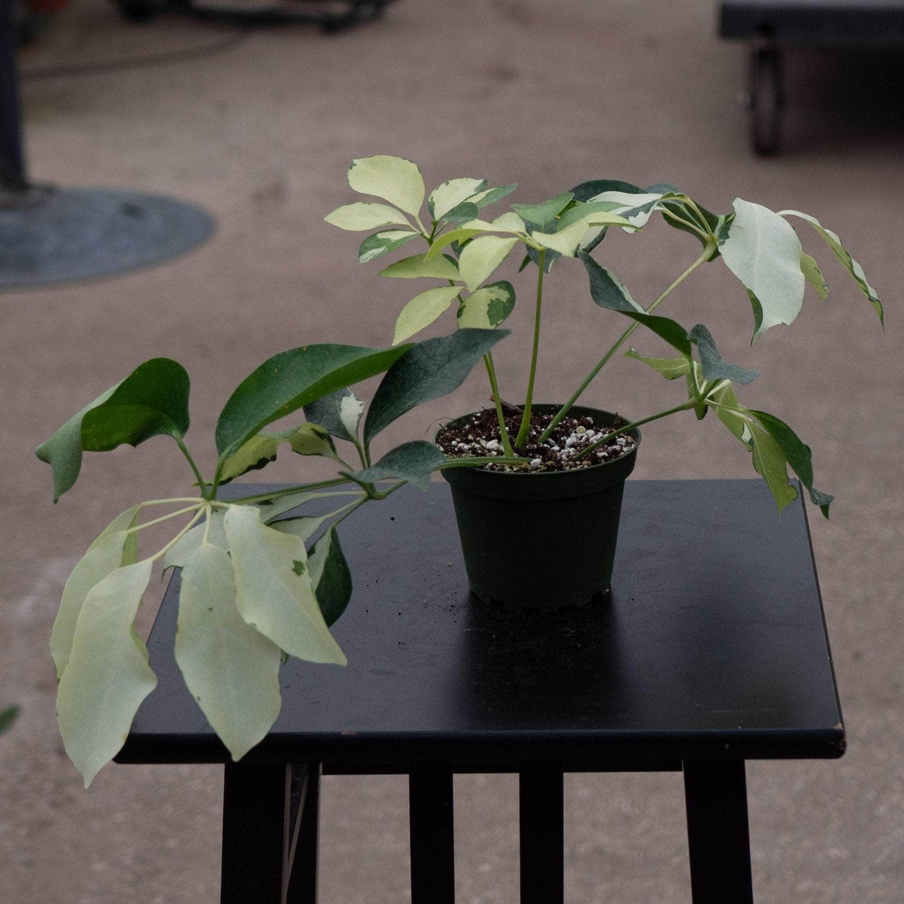 schefflera arboricola ableger Schefflera arboricola 'Dazzle'