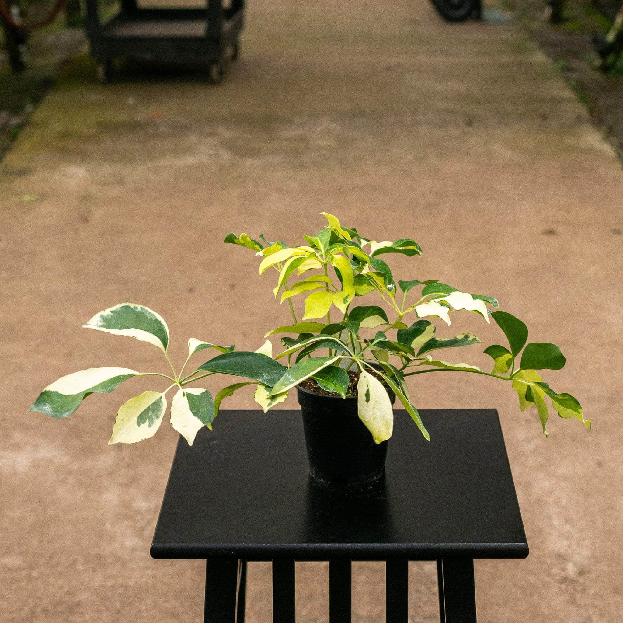 Gabriella Plants 4" Schefflera arboricola 'Dazzle'