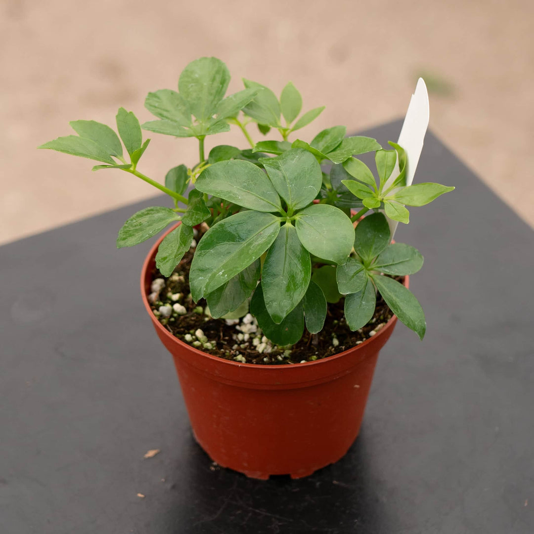 Gabriella Plants Schefflera 4" Schefflera arboricola 'Dwarf'