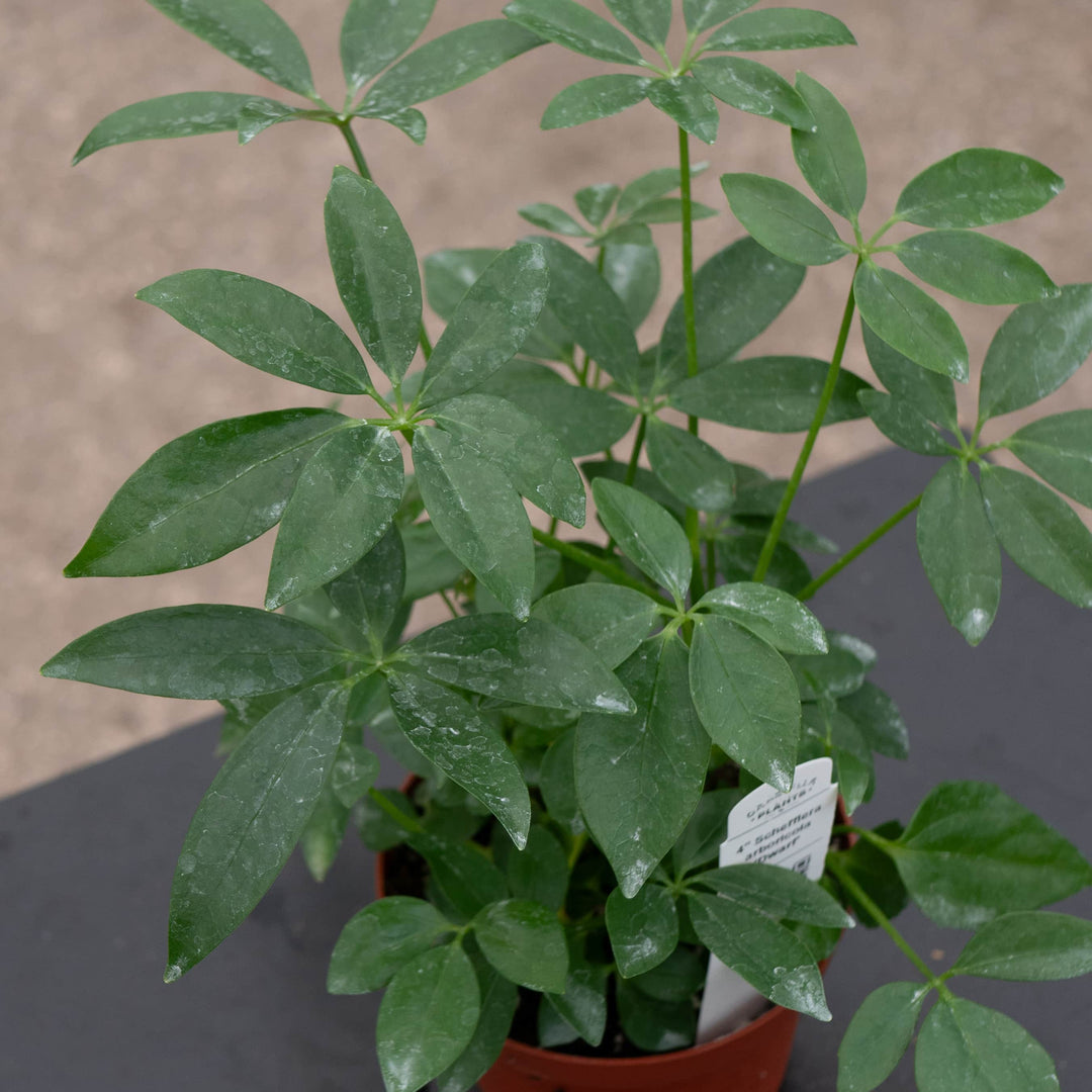 Gabriella Plants Schefflera 4" Schefflera arboricola 'Dwarf'