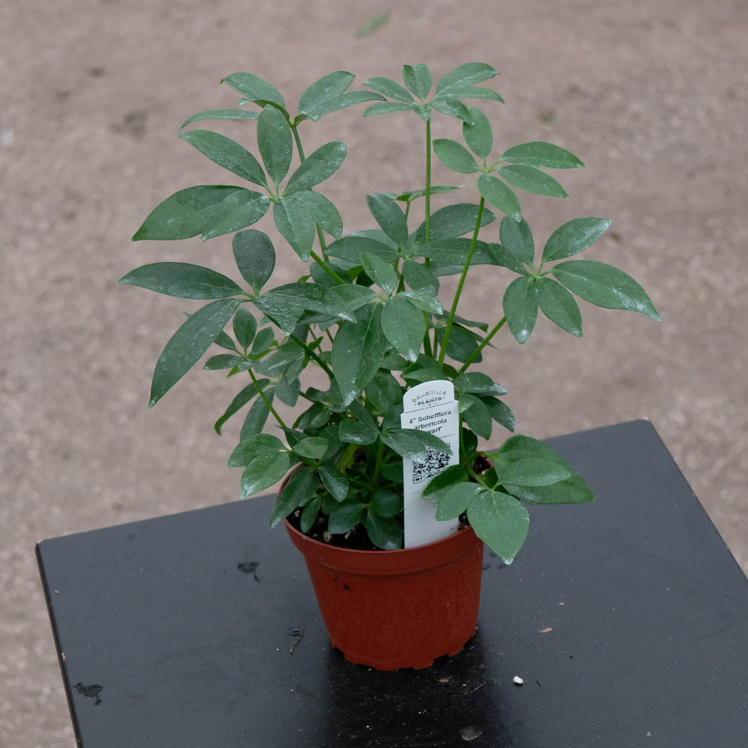 Gabriella Plants Schefflera 4" Schefflera arboricola 'Dwarf'