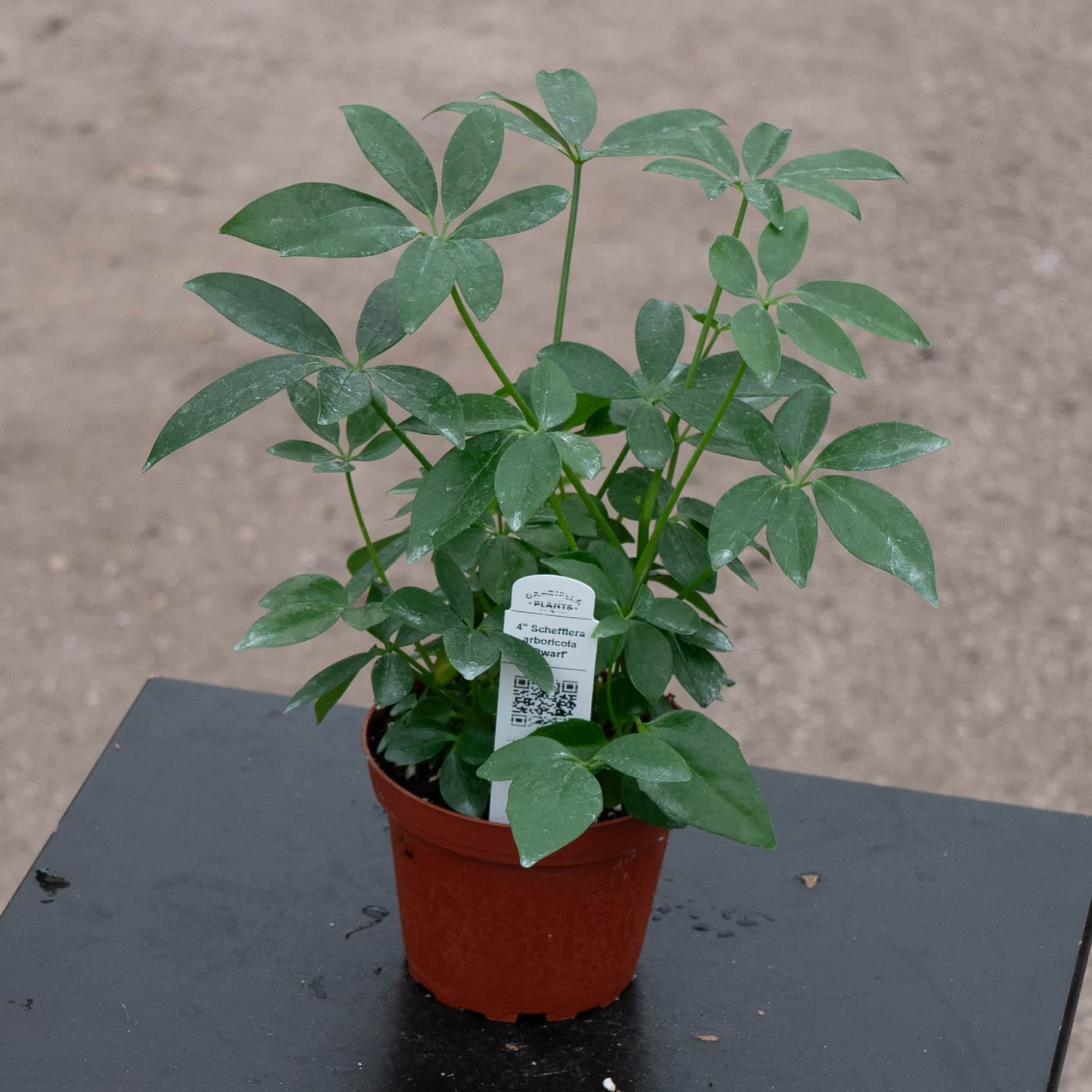 schefflera vs money tree Schefflera arboricola 'Dwarf'