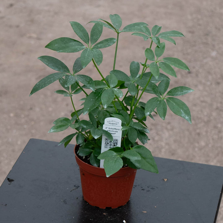 Gabriella Plants Schefflera 4" Schefflera arboricola 'Dwarf'