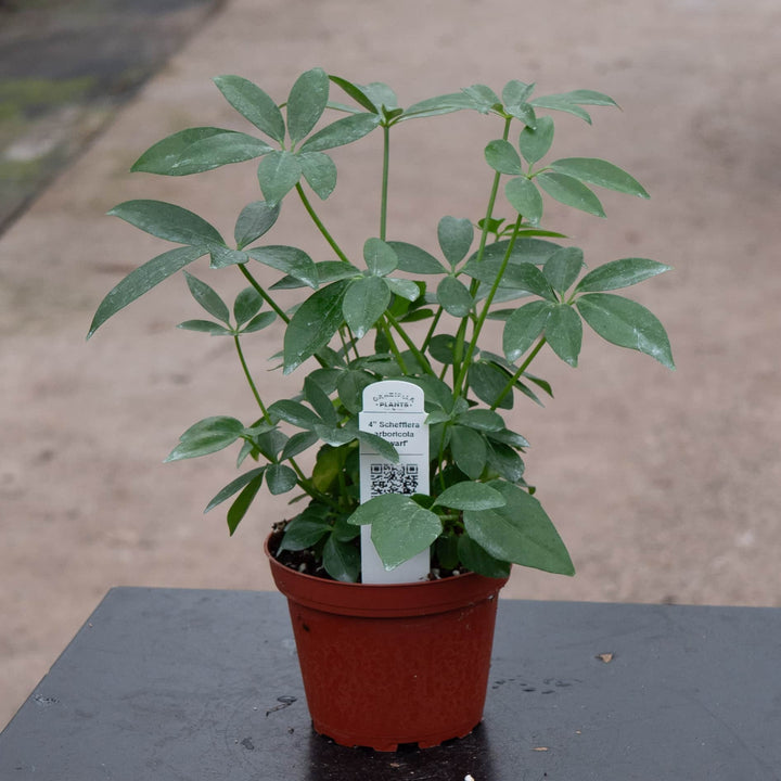Gabriella Plants Schefflera 4" Schefflera arboricola 'Dwarf'