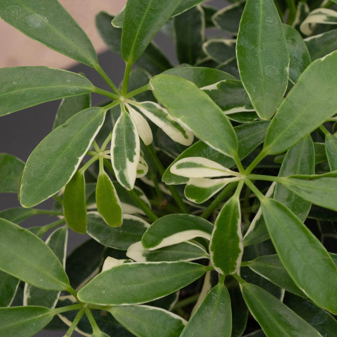 schefflera arboricola luseane Schefflera arboricola 'Moondrop'