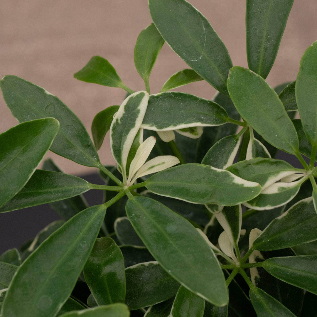 schefflera arboricola cultivar Schefflera arboricola 'Moondrop'