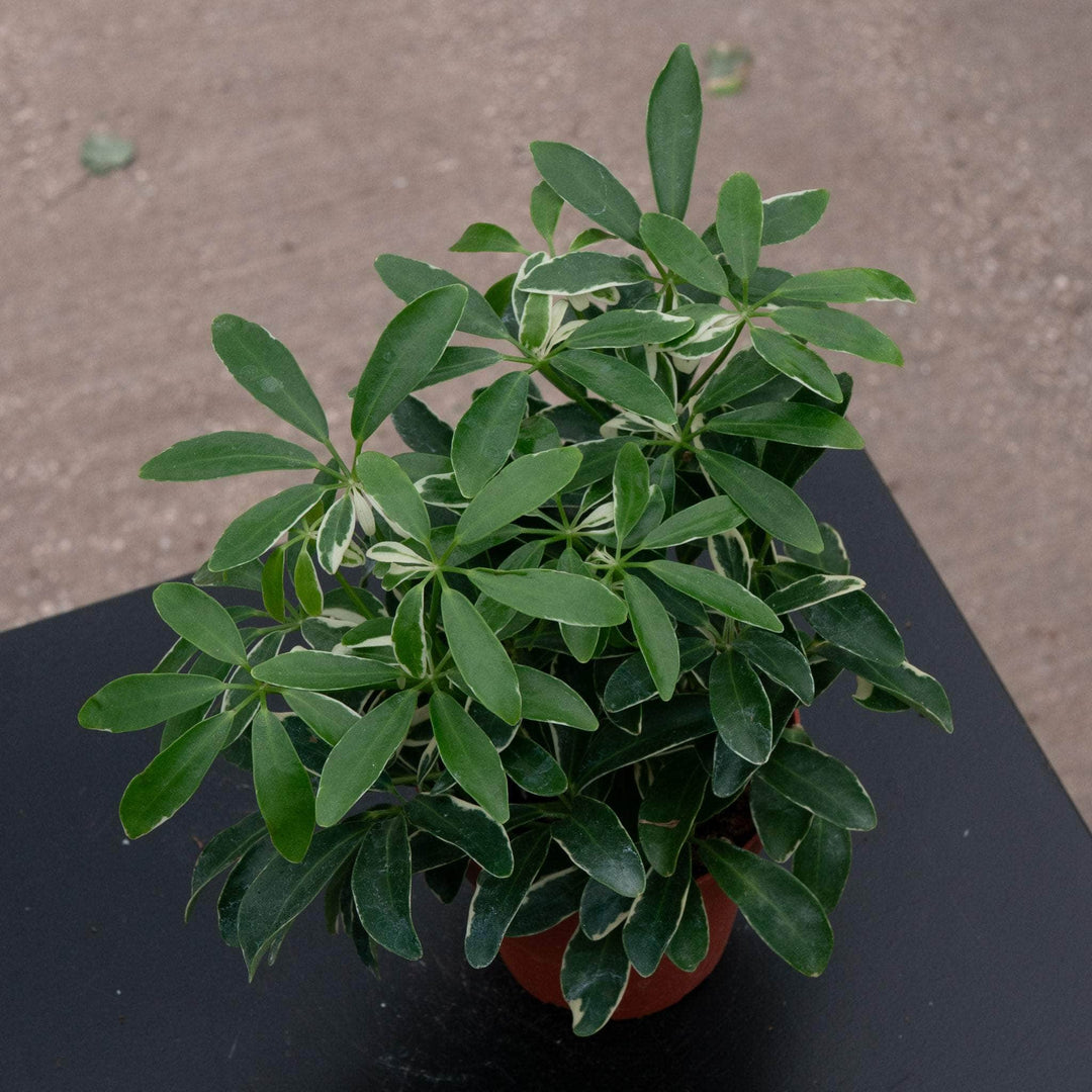 schefflera arboricola giftig Schefflera arboricola 'Moondrop'