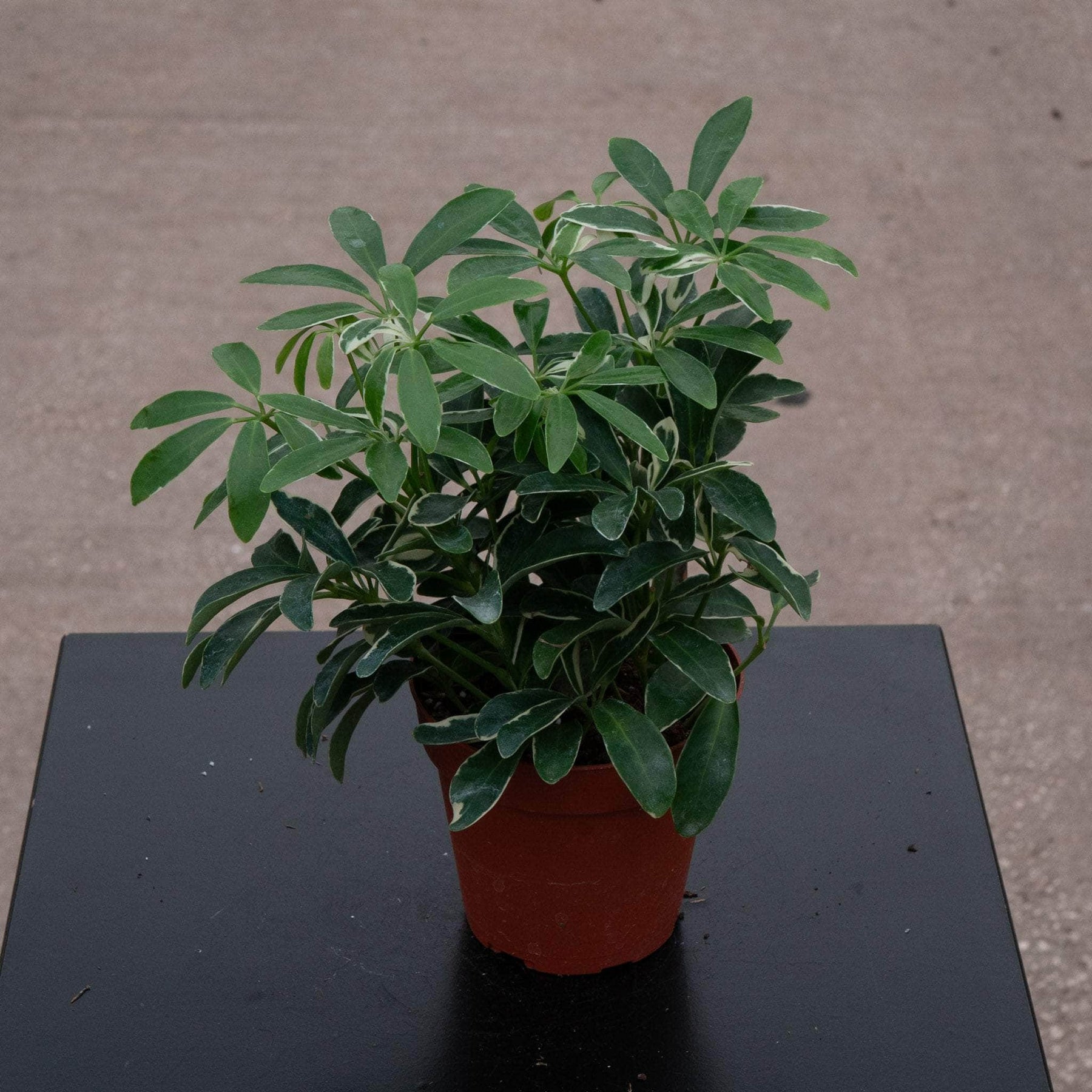 arboricola schefflera luseane Schefflera arboricola 'Moondrop'