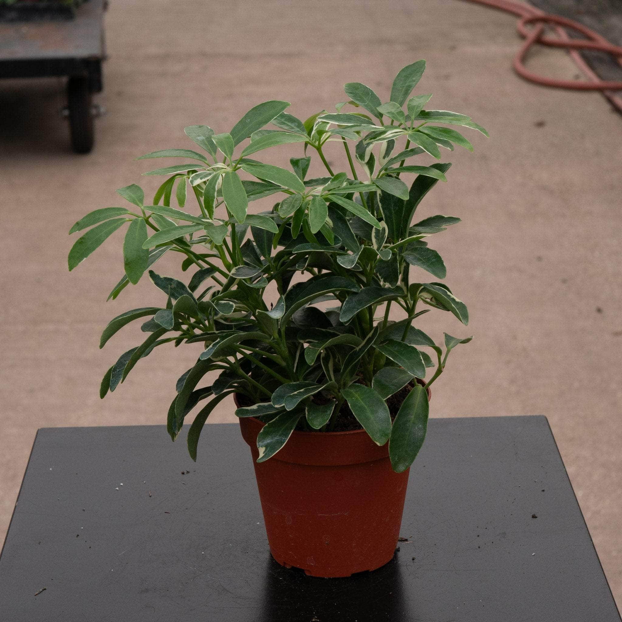 schefflera mini arboricola Schefflera arboricola 'Moondrop'