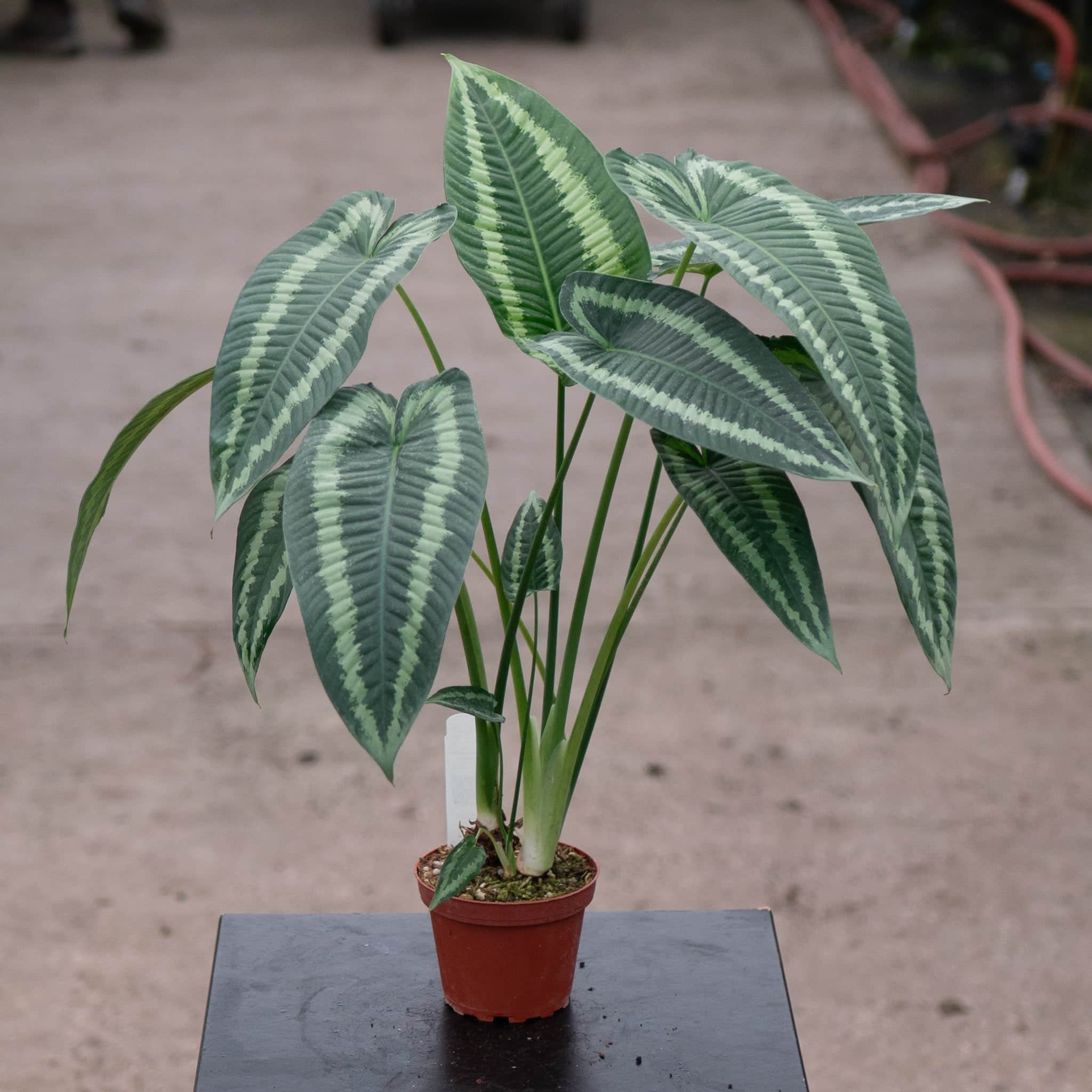 752〓希少Schismatoglottis wallichii ミント斑 Schismatoglottis wallichii - Gabriella Plants