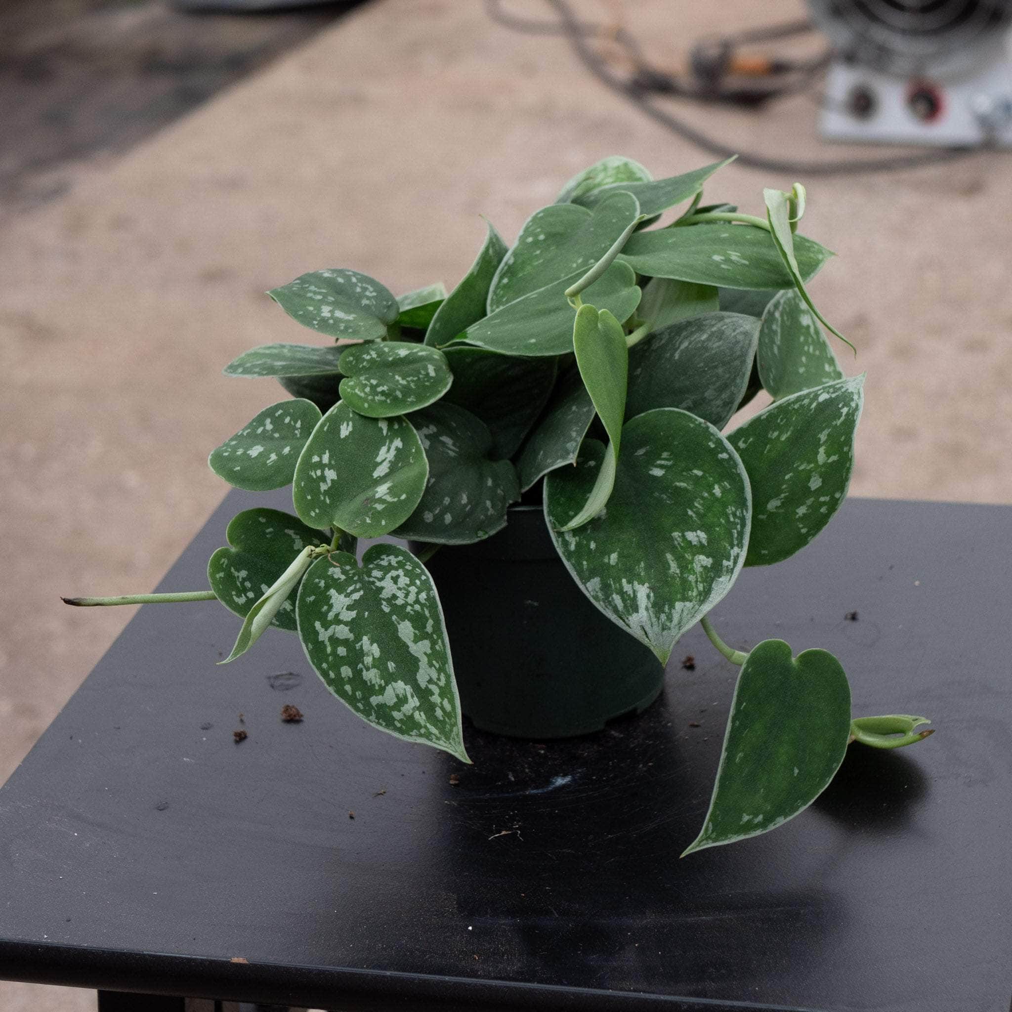 Scindapsus pictus 'Argyraeus' - Gabriella Plants