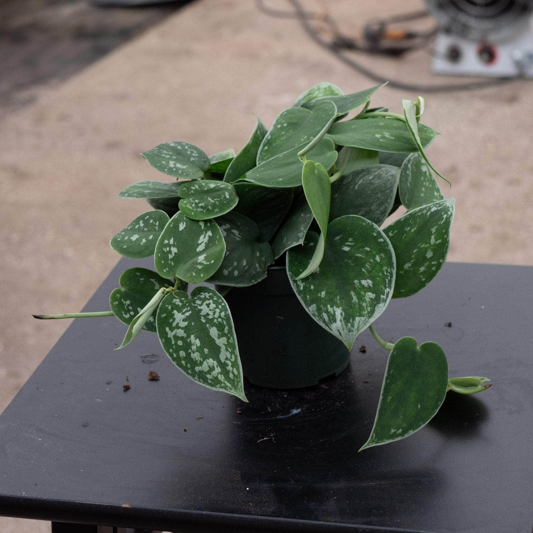 silver pothos scindapsus pictus argyraeus Scindapsus pictus 'Argyraeus'