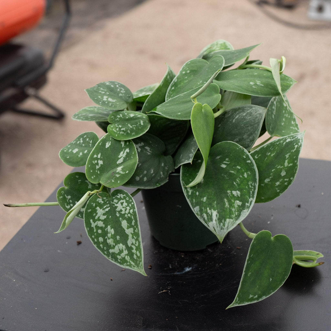 scindapsus pictus argyraeus satin pothos Scindapsus pictus 'Argyraeus'
