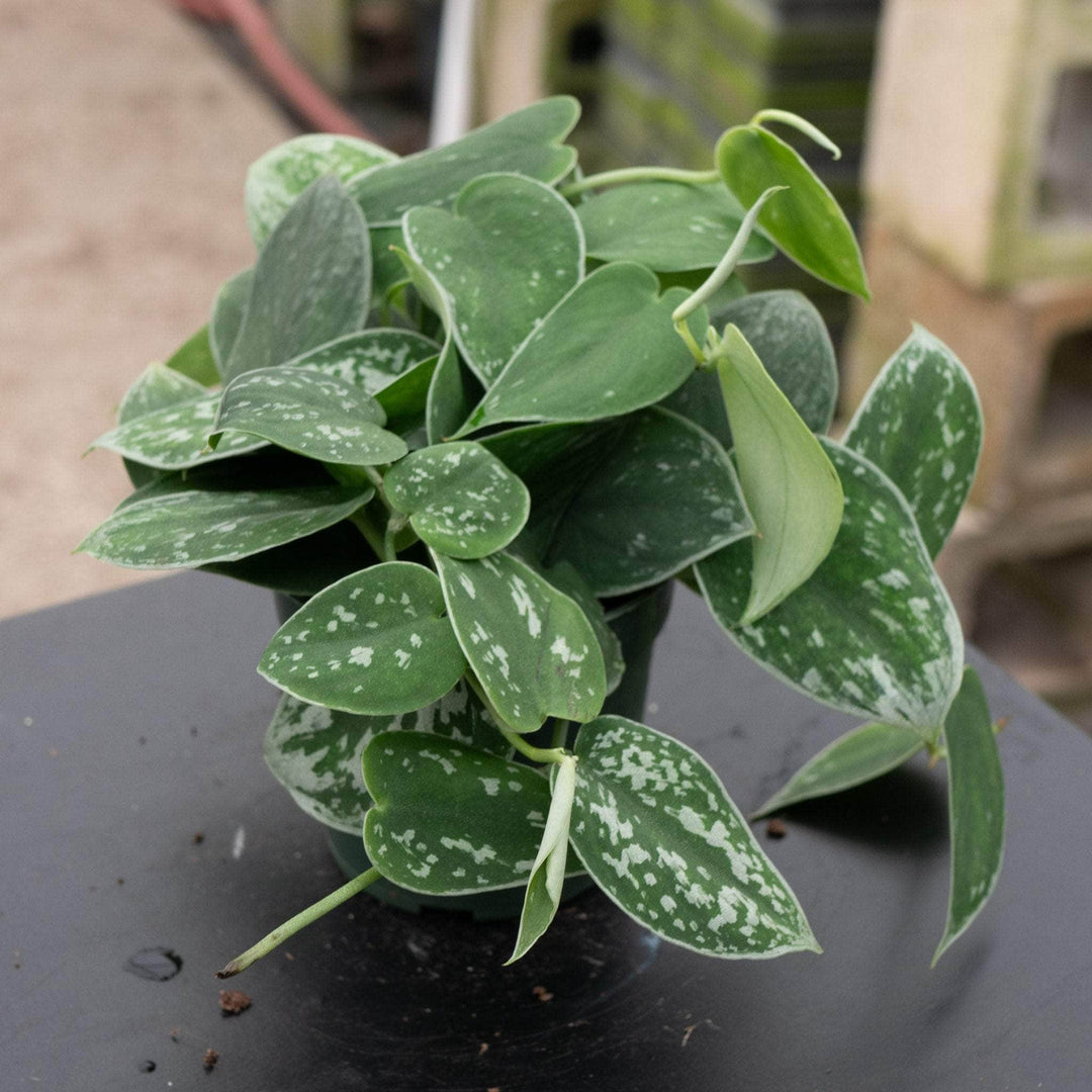 philodendron argyraeus Scindapsus pictus 'Argyraeus'