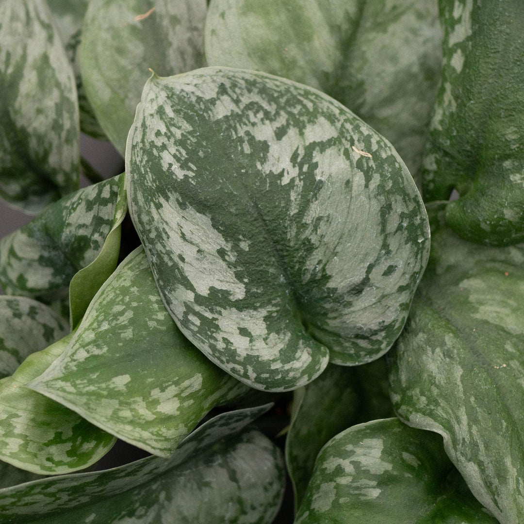 scindapsus pictus exotica satin pothos Scindapsus pictus 'Exotica' "Silver Satin"