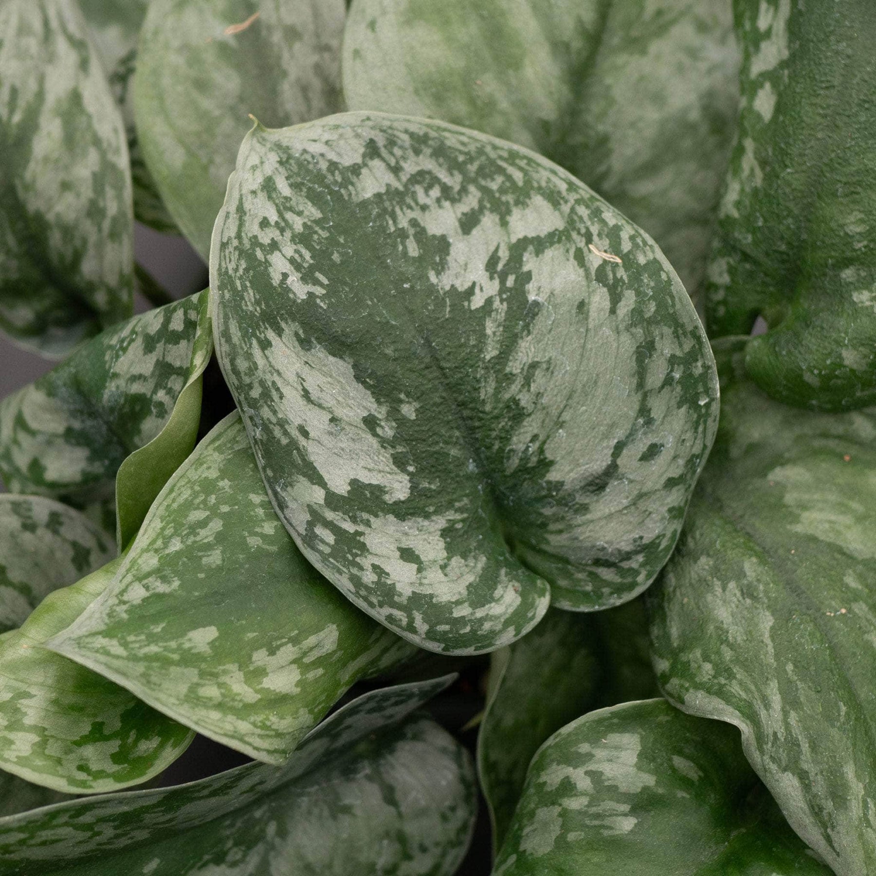Scindapsus Scindapsus pictus 'Exotica'