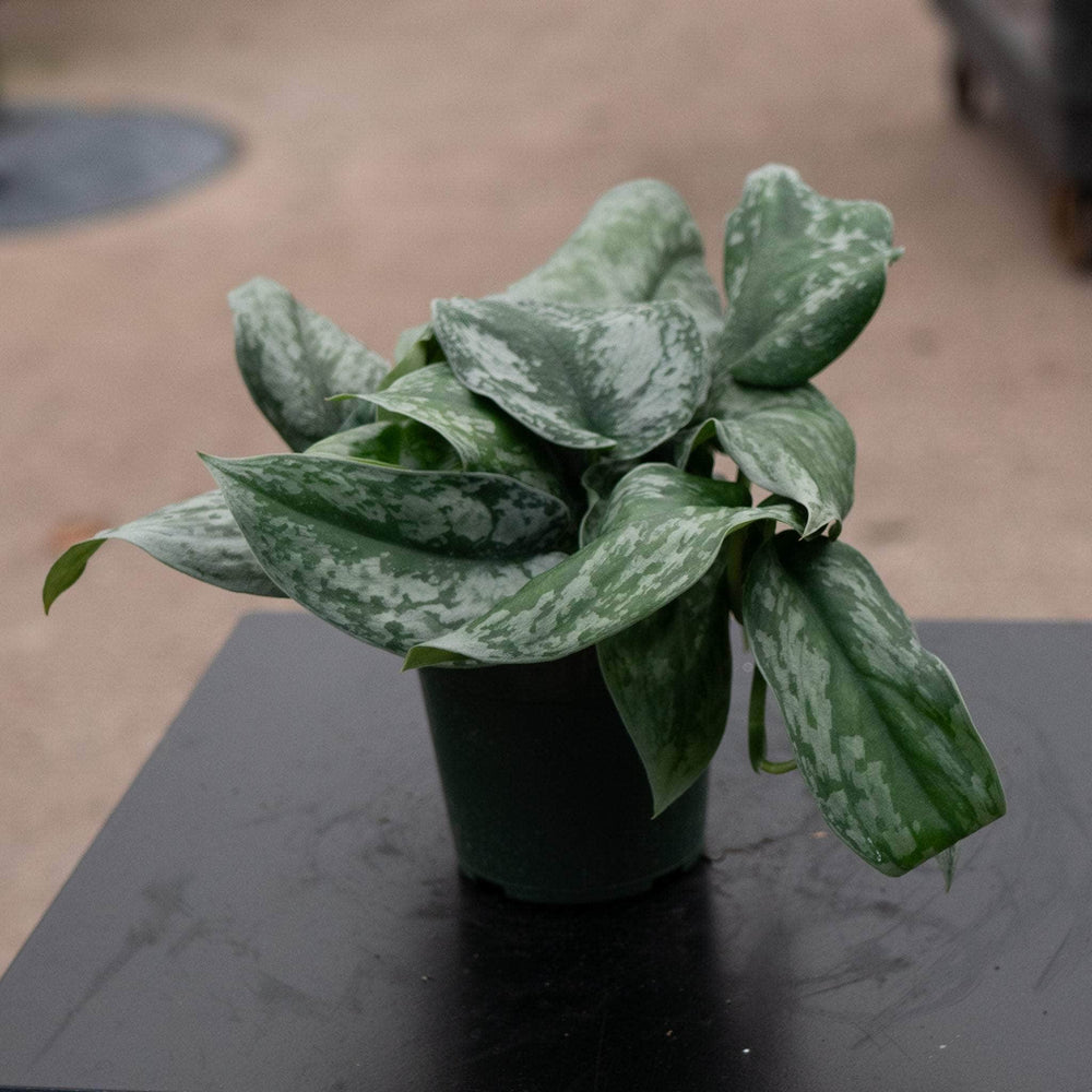 Gabriella Plants Scindapsus Scindapsus pictus 'Exotica' "Silver Satin"