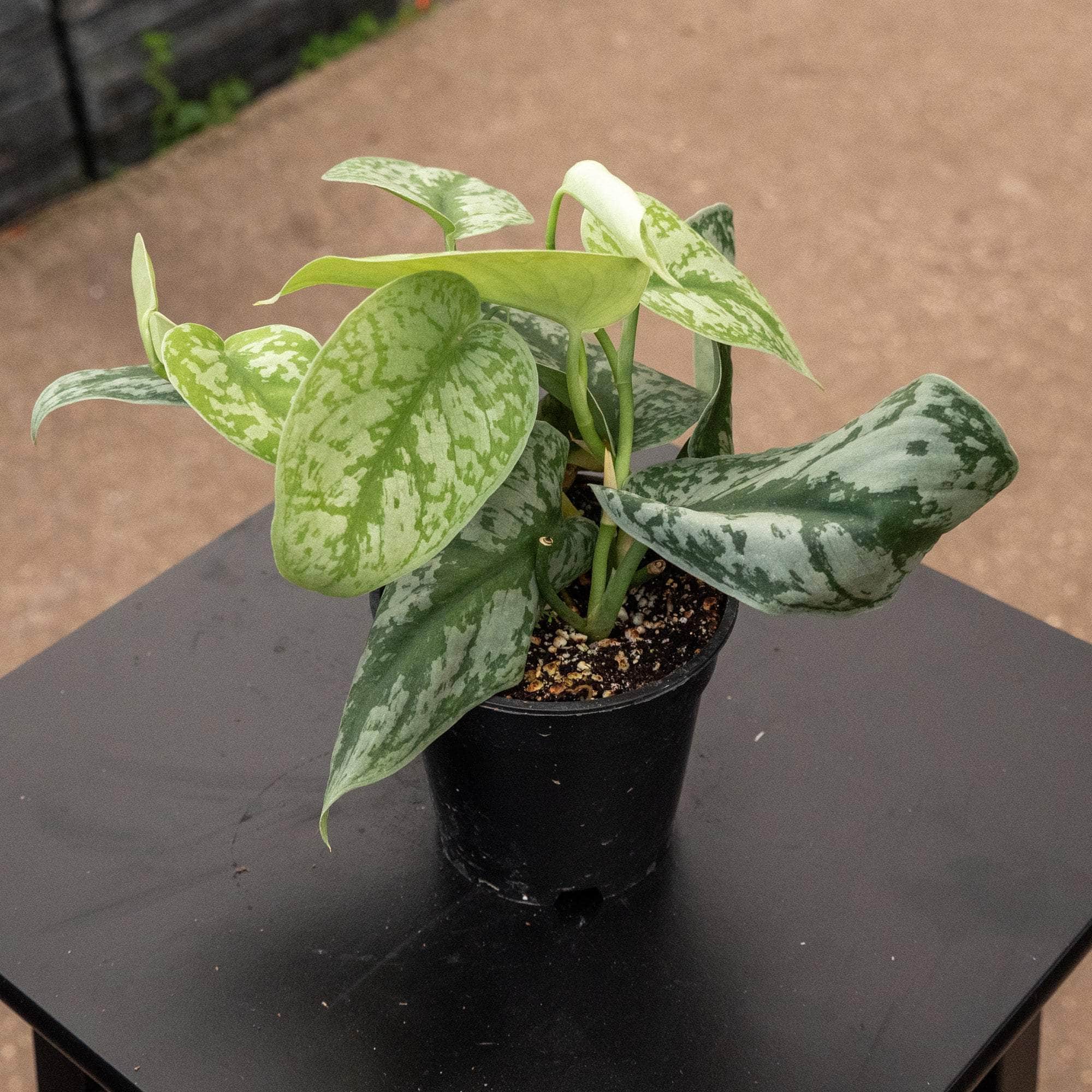 Scindapsus Scindapsus pictus 'Exotica'