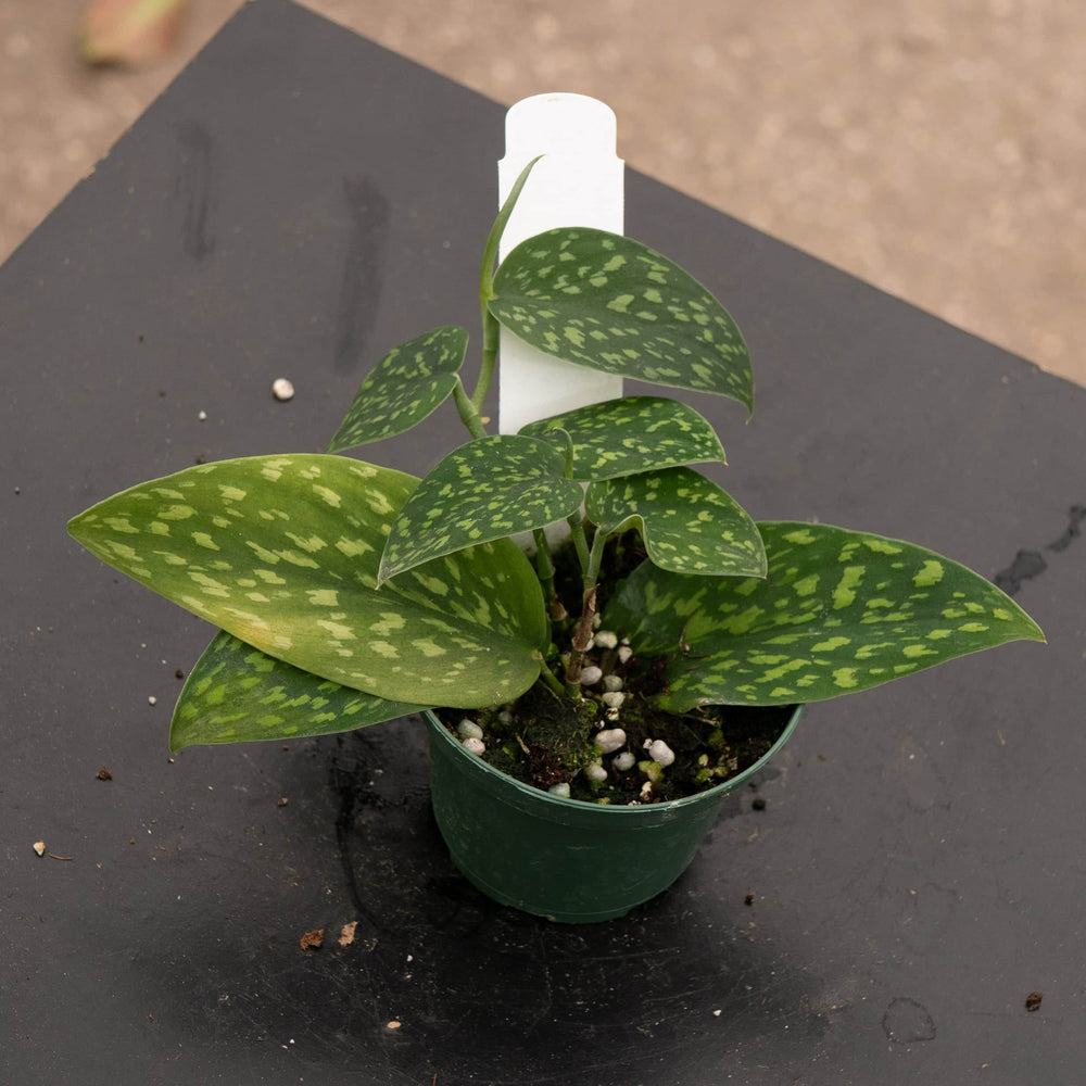 Gabriella Plants Scindapsus 3" Scindapsus pictus Hassk