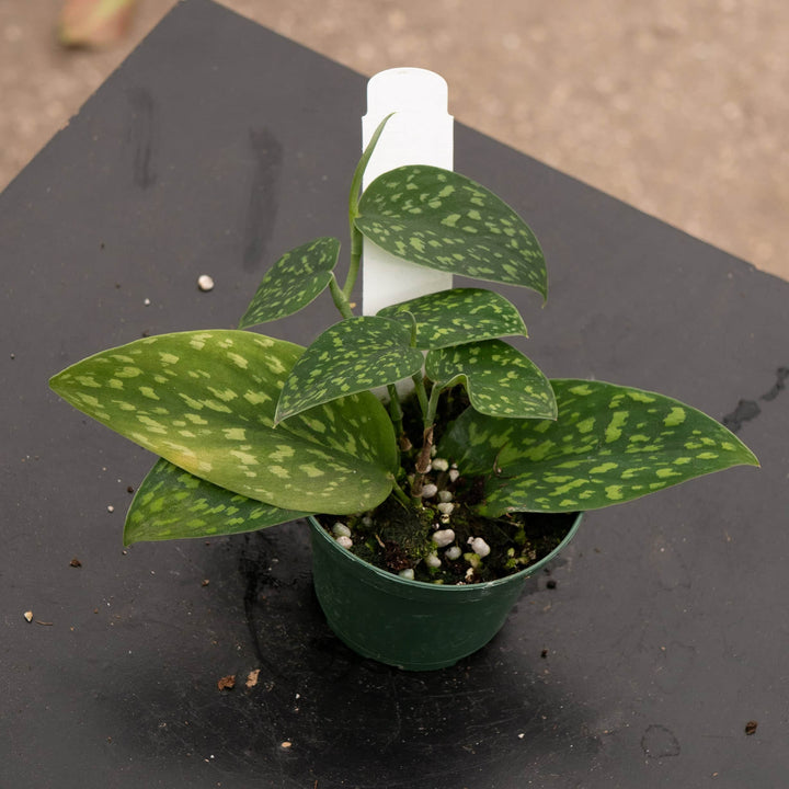 Gabriella Plants Scindapsus 3" Scindapsus pictus Hassk