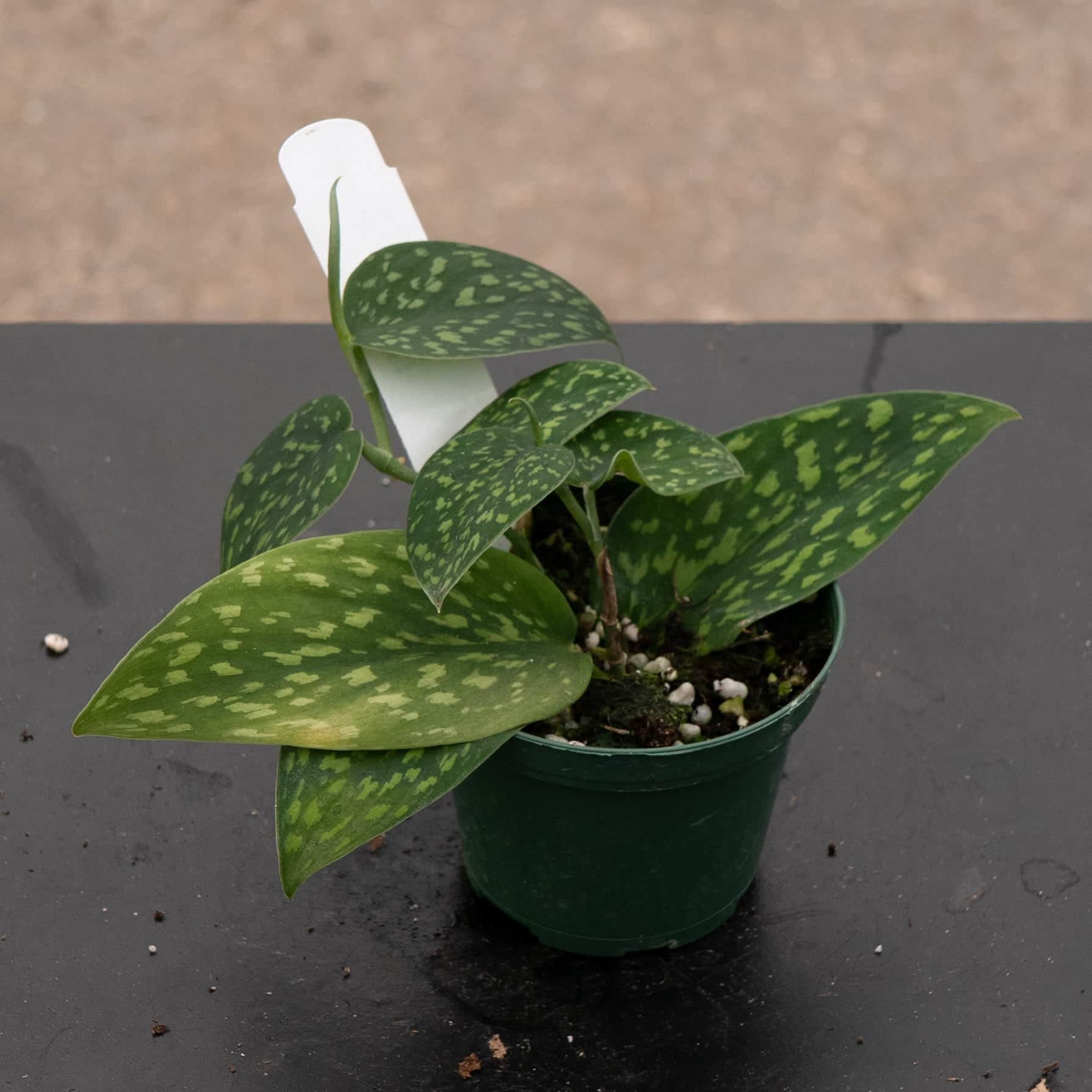 Scindapsus pictus Hassk - Gabriella Plants