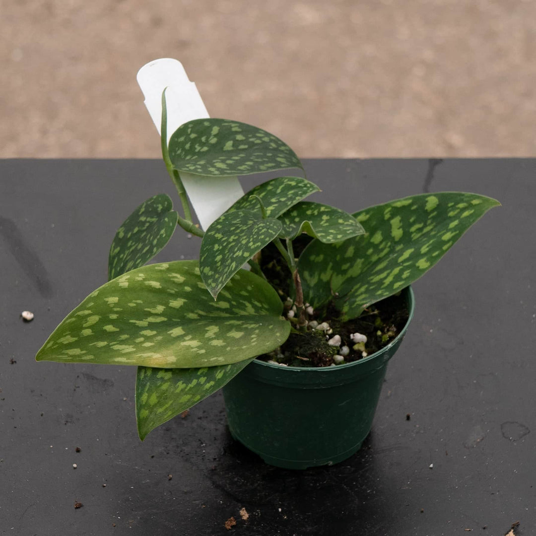 Gabriella Plants Scindapsus 3" Scindapsus pictus Hassk