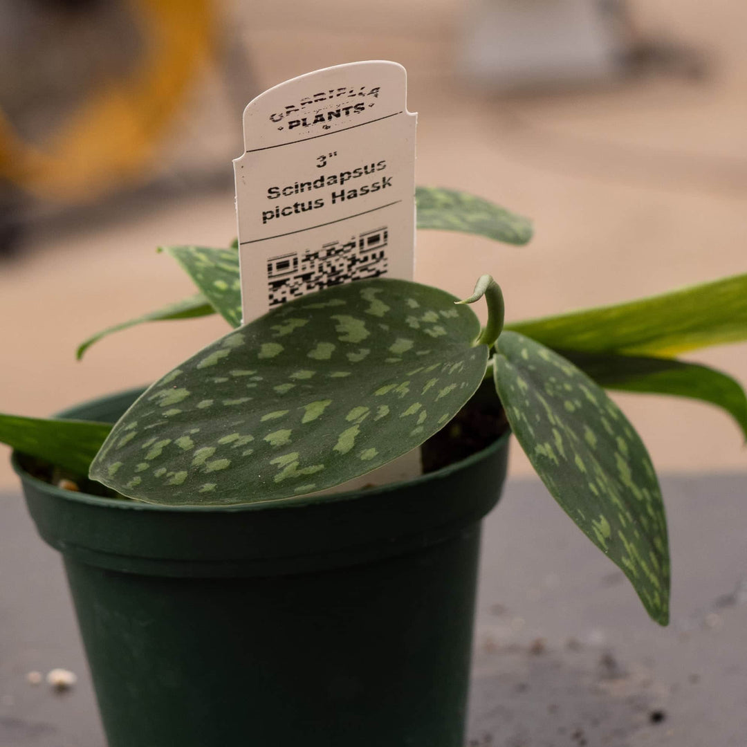 Gabriella Plants Scindapsus 3" Scindapsus pictus Hassk