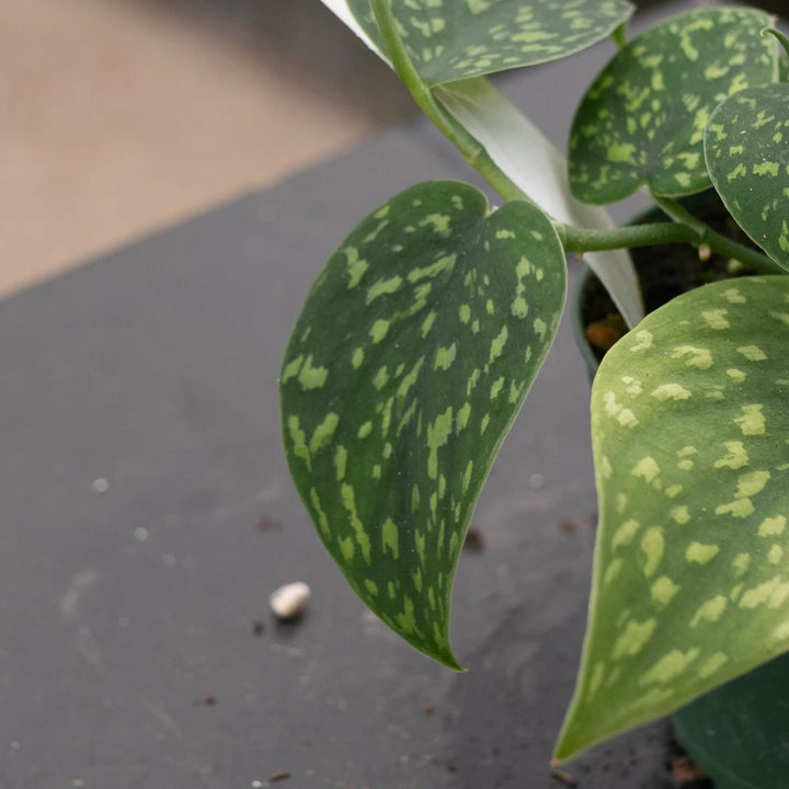 Gabriella Plants Scindapsus 3" Scindapsus pictus Hassk