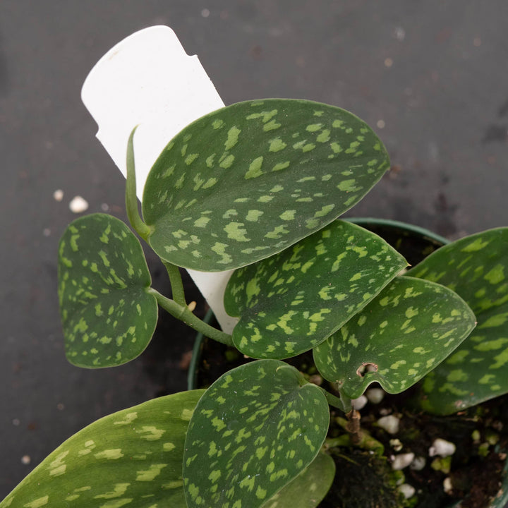 Gabriella Plants Scindapsus 3" Scindapsus pictus Hassk