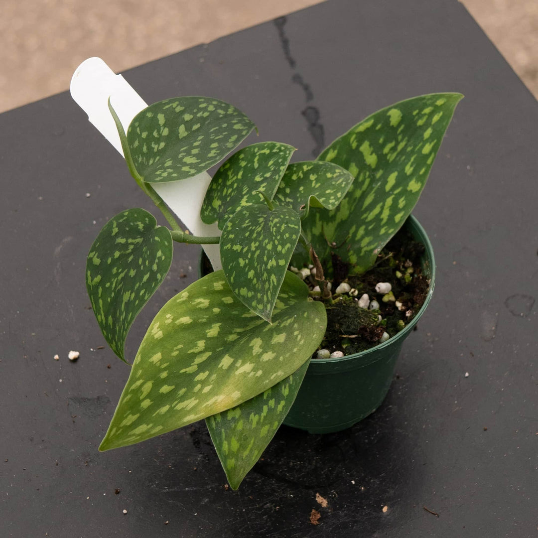 Gabriella Plants Scindapsus 3" Scindapsus pictus Hassk