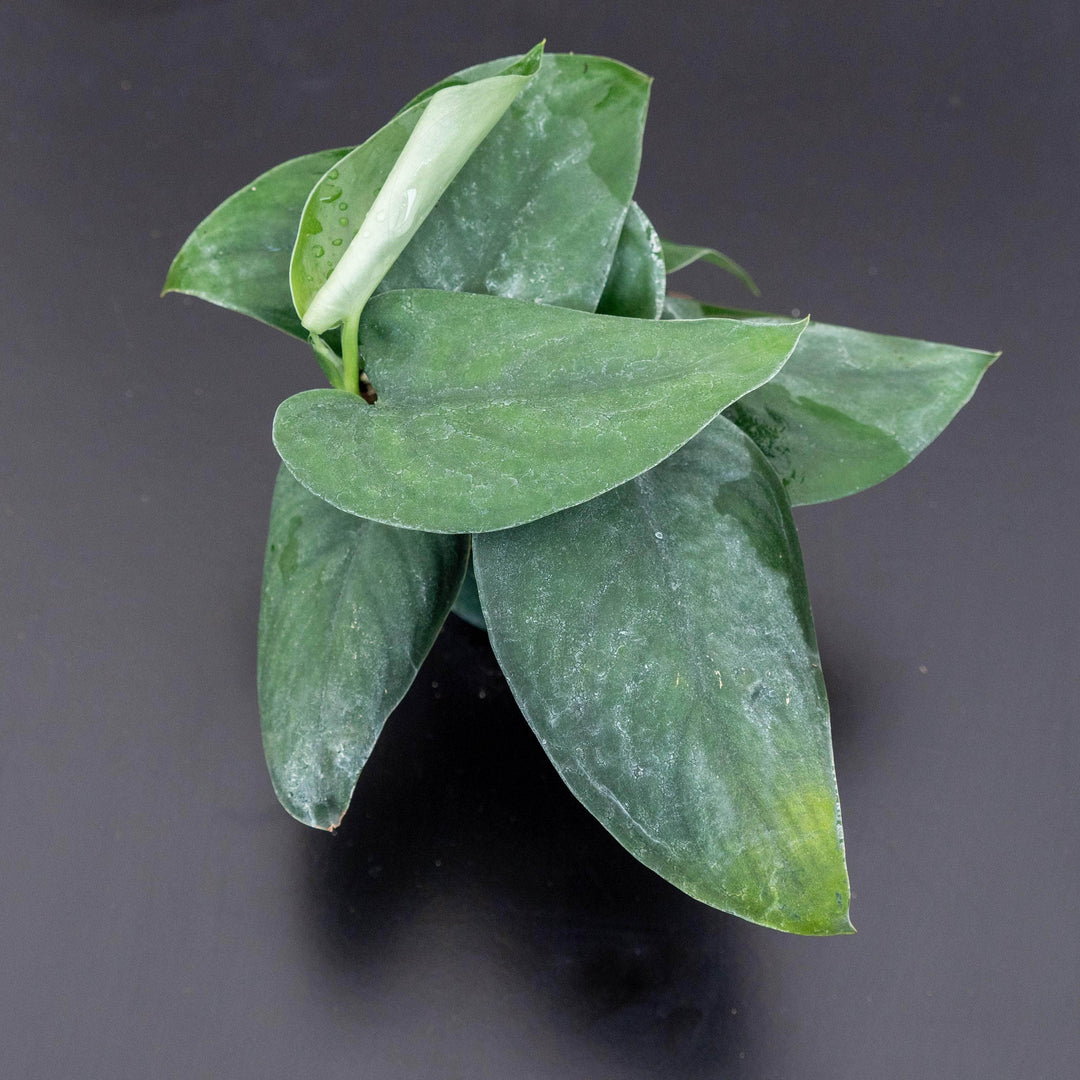 Gabriella Plants Scindapsus 3” Scindapsus pictus 'Jade Satin'