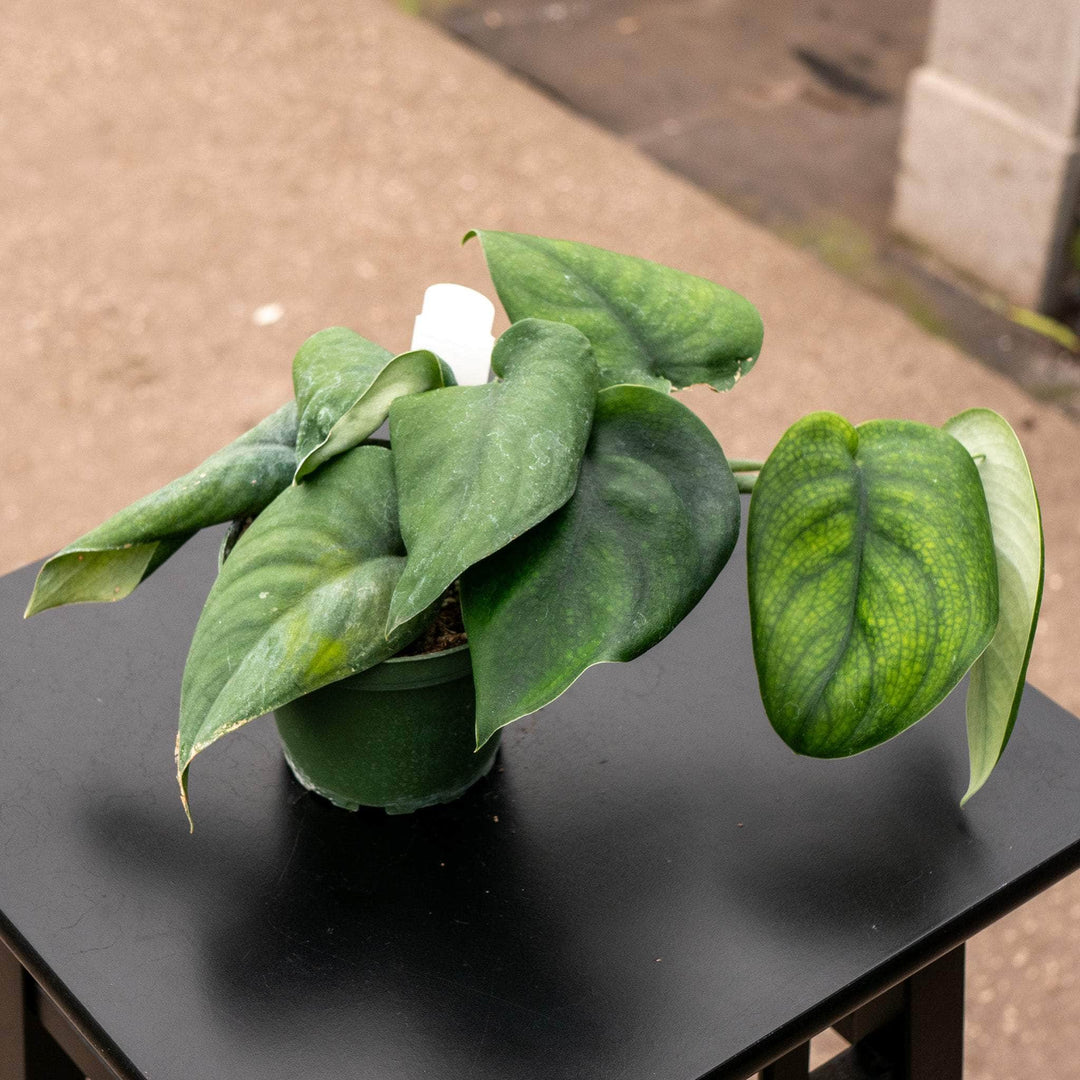 jade satin pothos patent Scindapsus pictus 'Jade Satin'