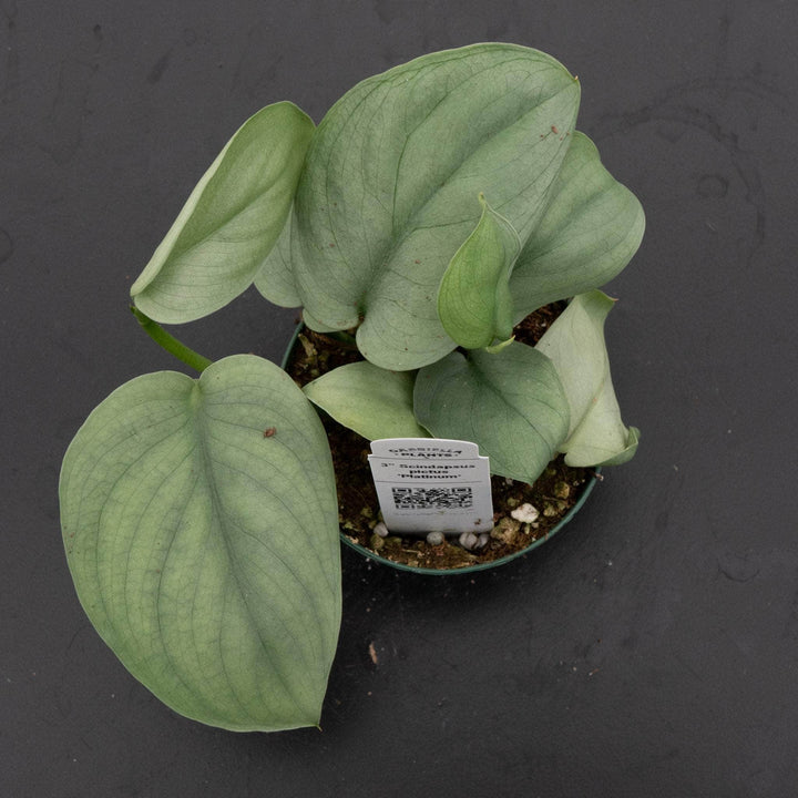 Gabriella Plants Scindapsus 3" Scindapsus pictus 'Platinum‘