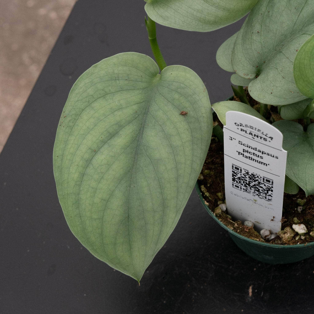 Gabriella Plants Scindapsus 3" Scindapsus pictus 'Platinum‘