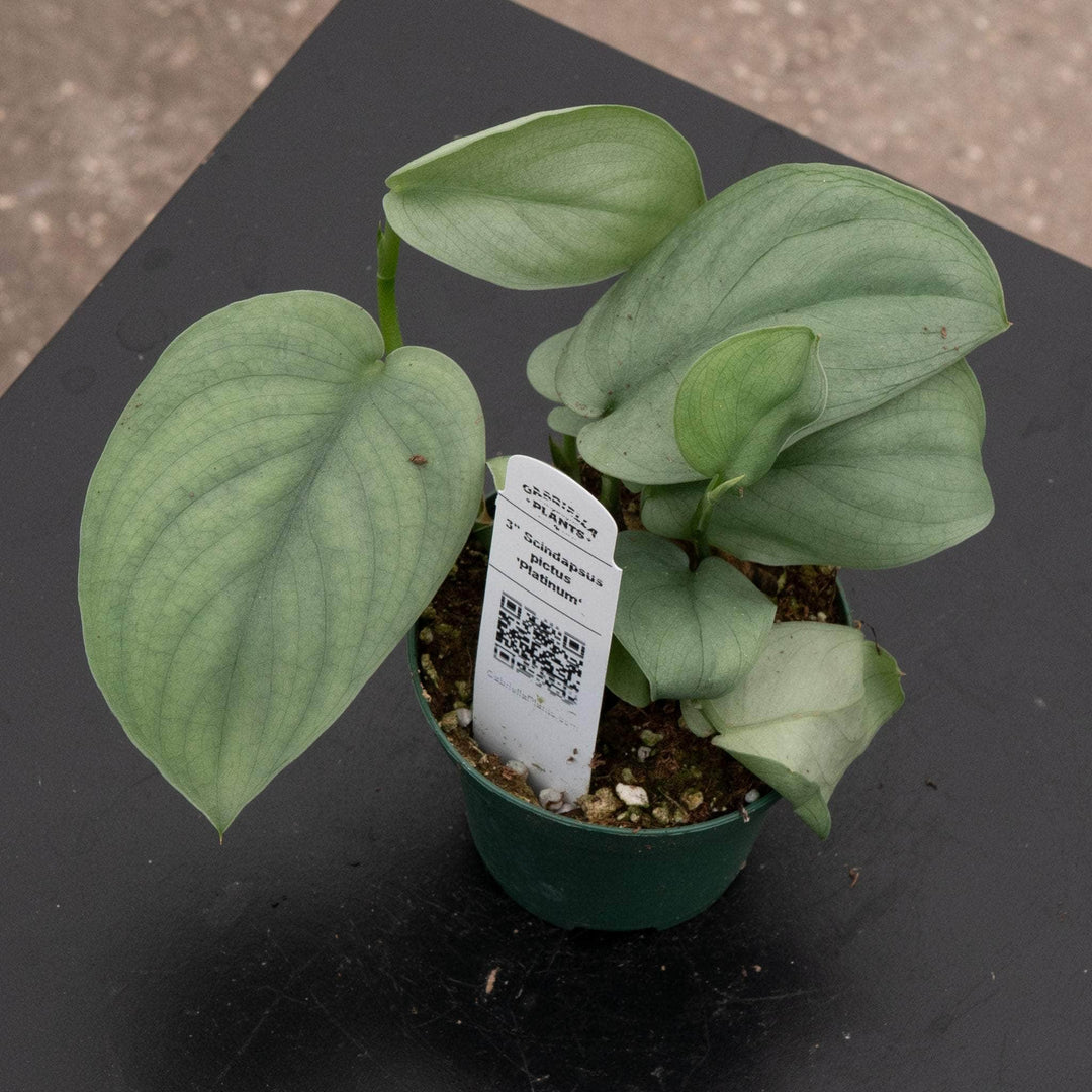 Gabriella Plants Scindapsus 3" Scindapsus pictus 'Platinum‘